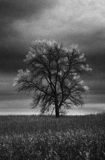 Arboreal_plate_1