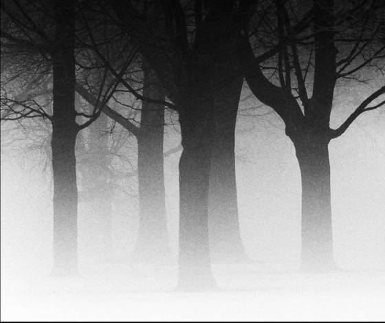 Arboreal_plate_2