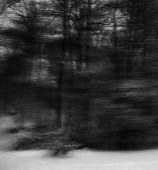 Arboreal_plate_3