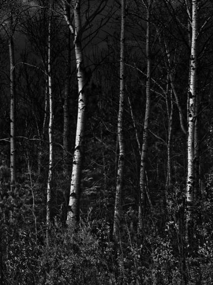 Arboreal_plate_6