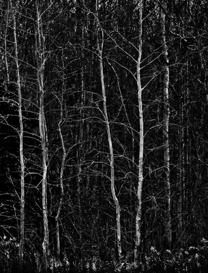 Arboreal_plate_7