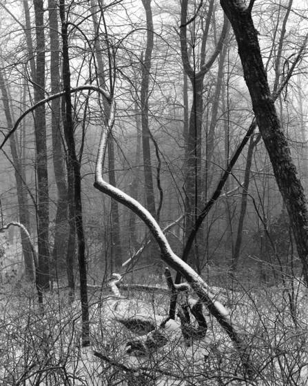 Sourwood_in_snow