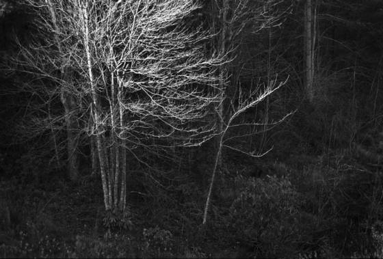 Winter_light
