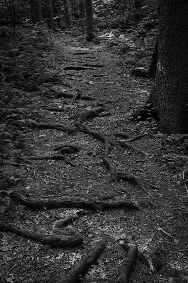 The_path_upon_which_i_stumble