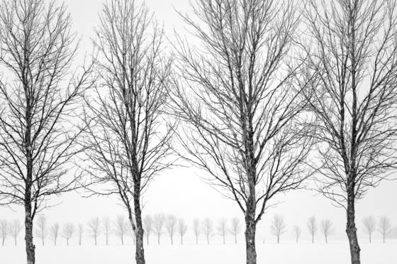 Tree_rows