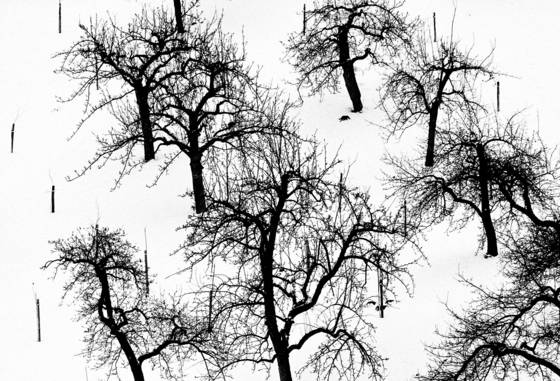 Monastic_orchard