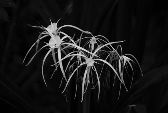 White_flowers