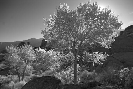 Trees_in_the_wind