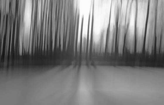Palace_forest