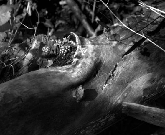 Walk_in_the_woods