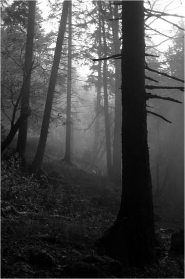 10_from_wood