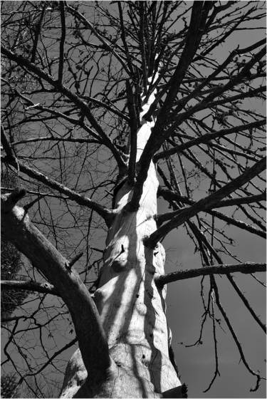 12_from_wood