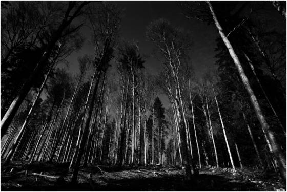 2_from_wood