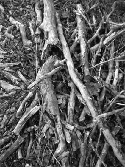 4_from_wood