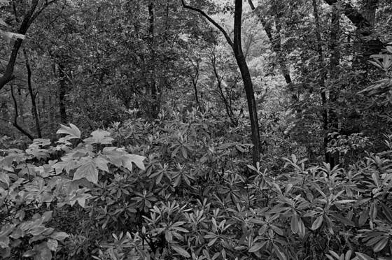 Forrest_edge