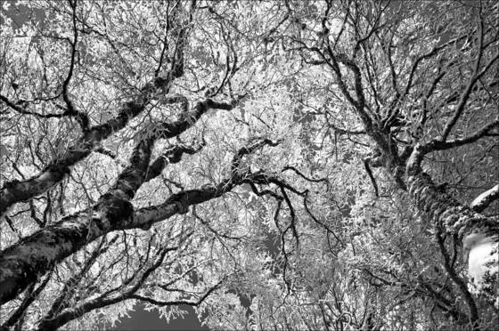 Black_forest
