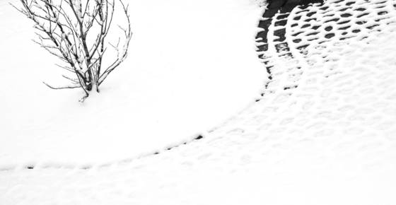 Winter_garden