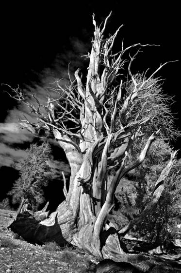 Bristle_cone_pine_b