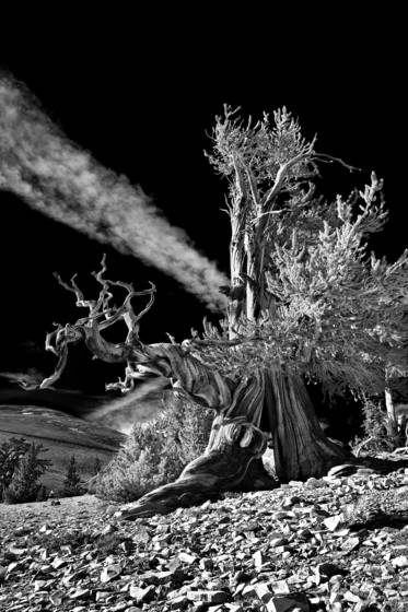 Bristle_cone_pine_d