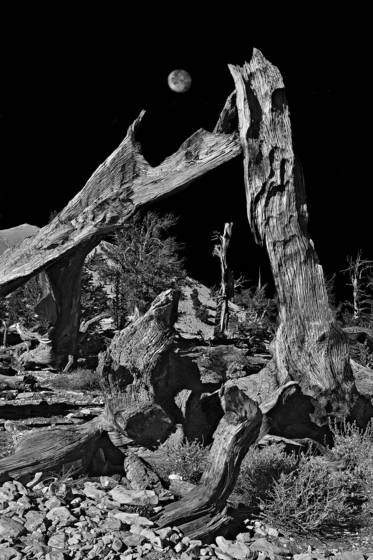 Bristle_cone_pine_e