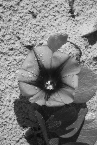 Beach_blooms
