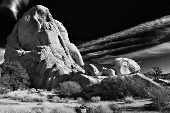 Joshua_tree