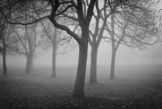 Tree_in_fog