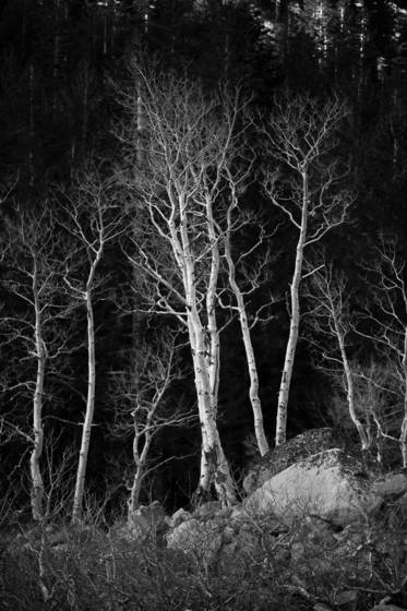 Winter_aspen_on_mt_rose