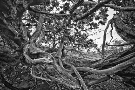 Tangled_branches