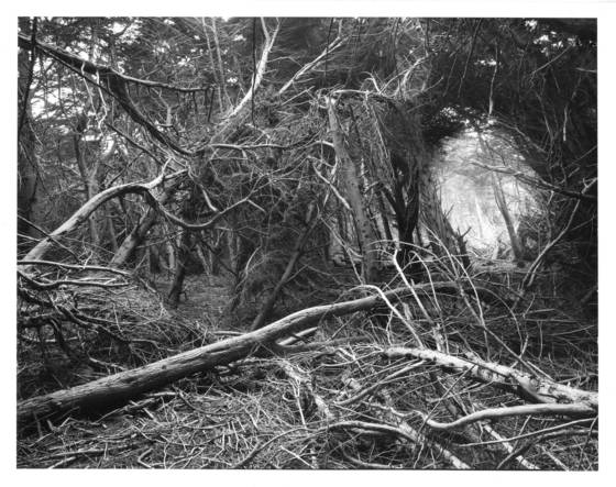 After_the_storm