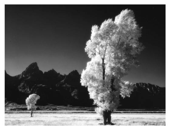 Cottonwoods
