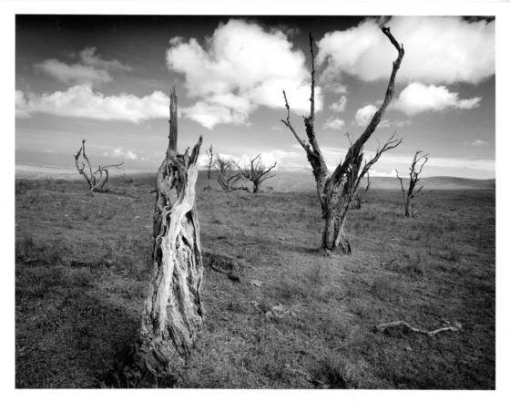 Haunted_forest