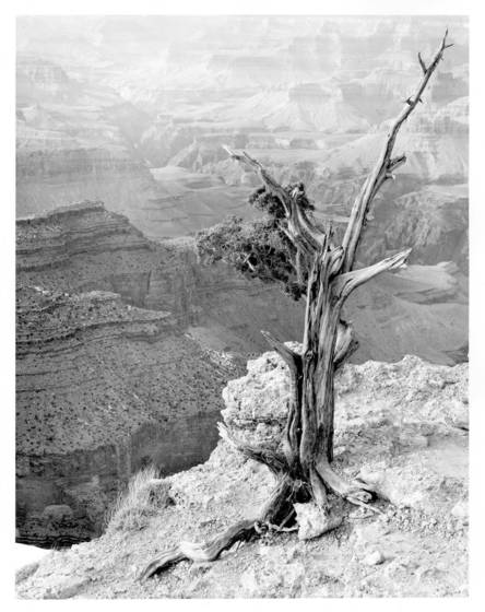 Rim_tree