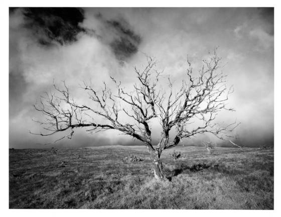 Tree_and__storm