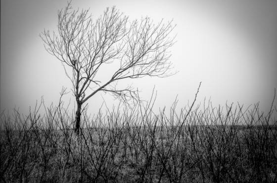 Snp_11