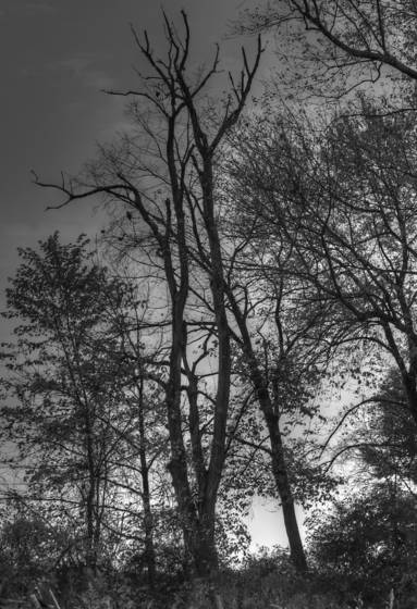 Untitled_1