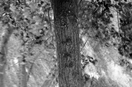 Leaf_s_dance