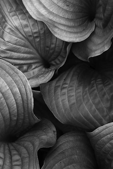Hosta_leaves