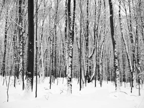 Little_river_preserve_9