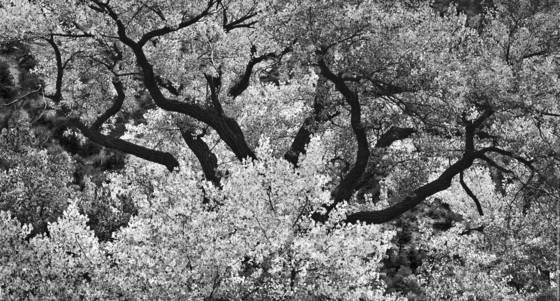 Cottonwood