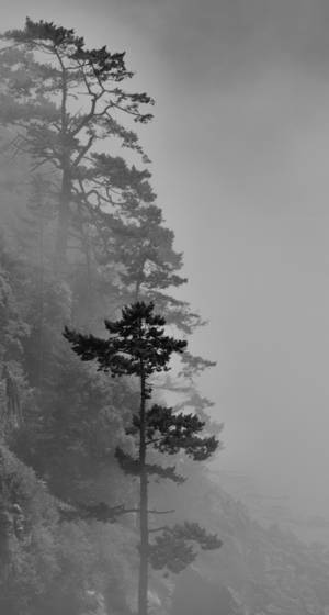 Fog
