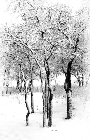 Texas_winter