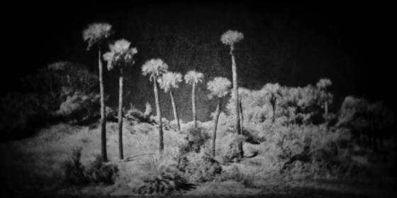 Palm_trees