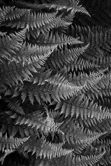 Ferns