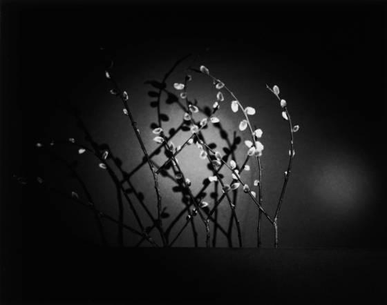 Dance_of_the_catkins