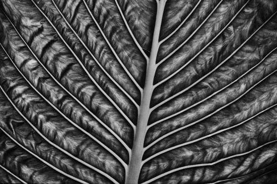 Big_green_leaf
