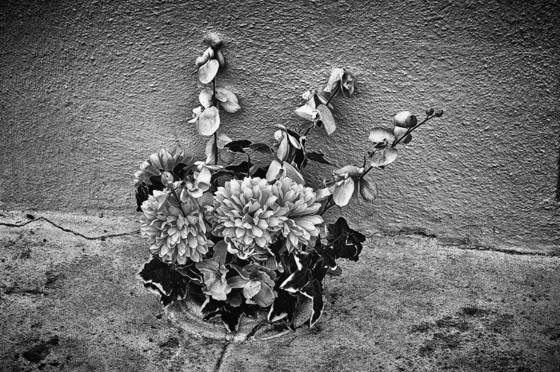 Grave_flowers_1