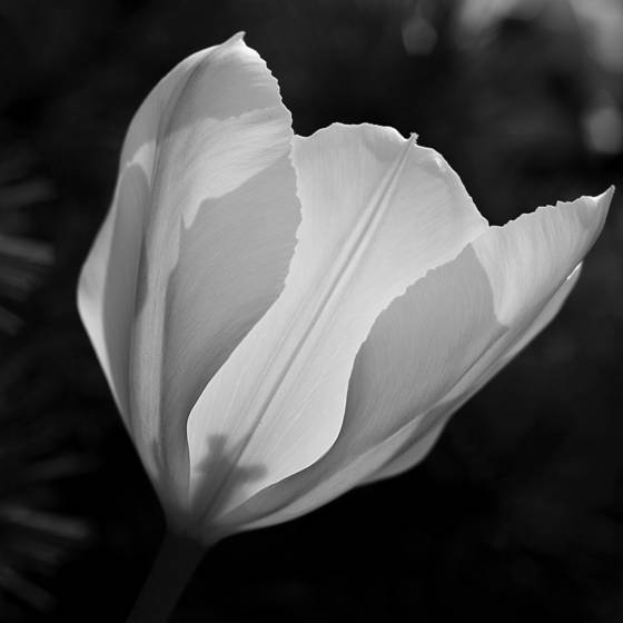Reaching_for_the_sun