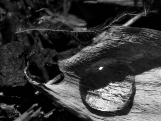 Feather_and_bubble