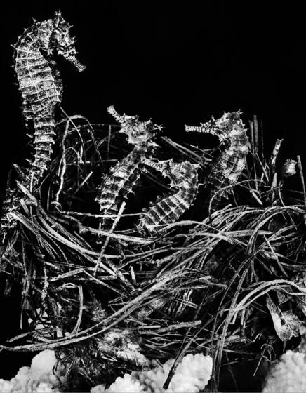 Nesting_seahorses